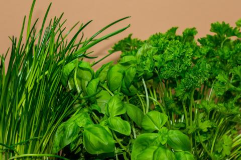 Green culinary herbs