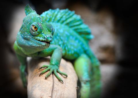 Lizard that is a shade of green and blue perched on a log