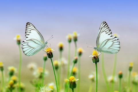 Flowers with blue sky in the background and light blue butterflies