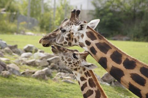 Giraffes standing in nature