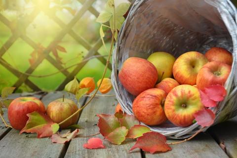 Red apples falling out of a turned down basket on a picnic table