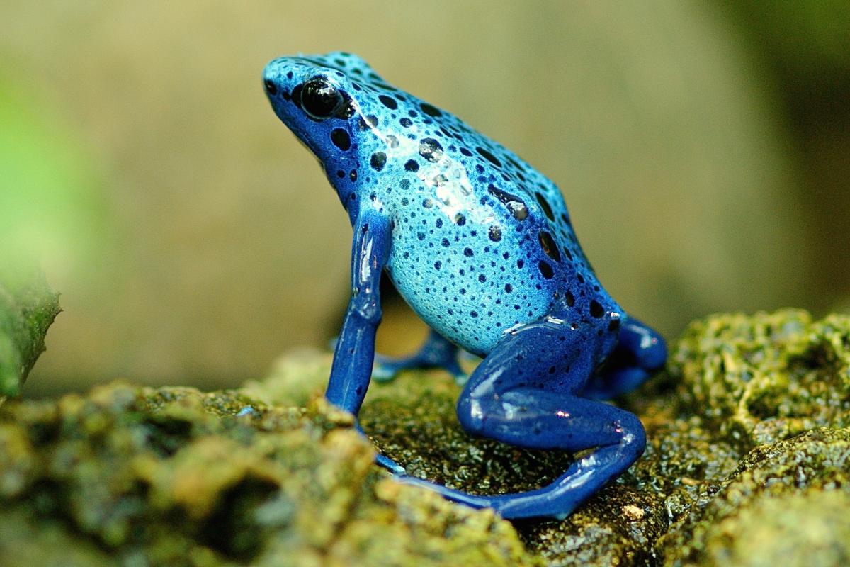 Blue frog on green moss