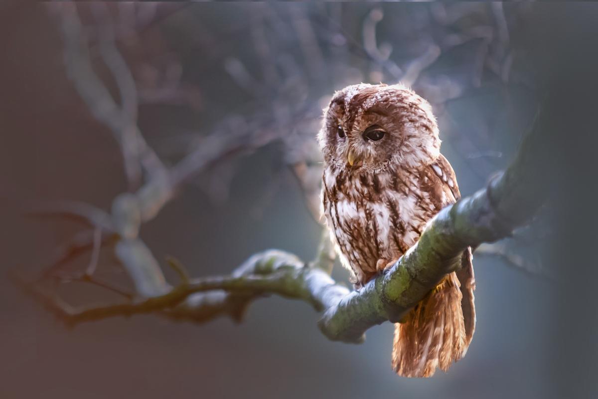 Owl on a snowy branch