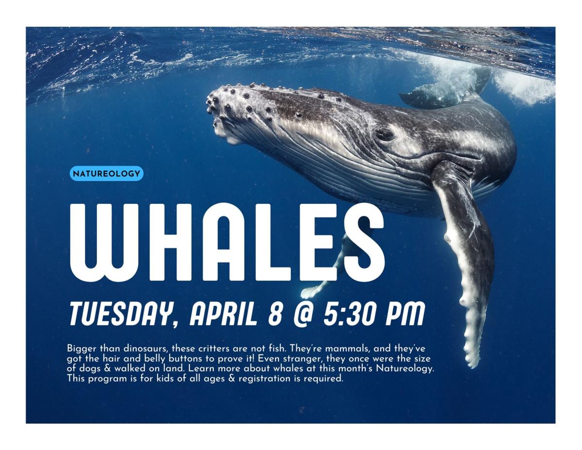 Humpback whale in the ocean with tile and description of program in white font.