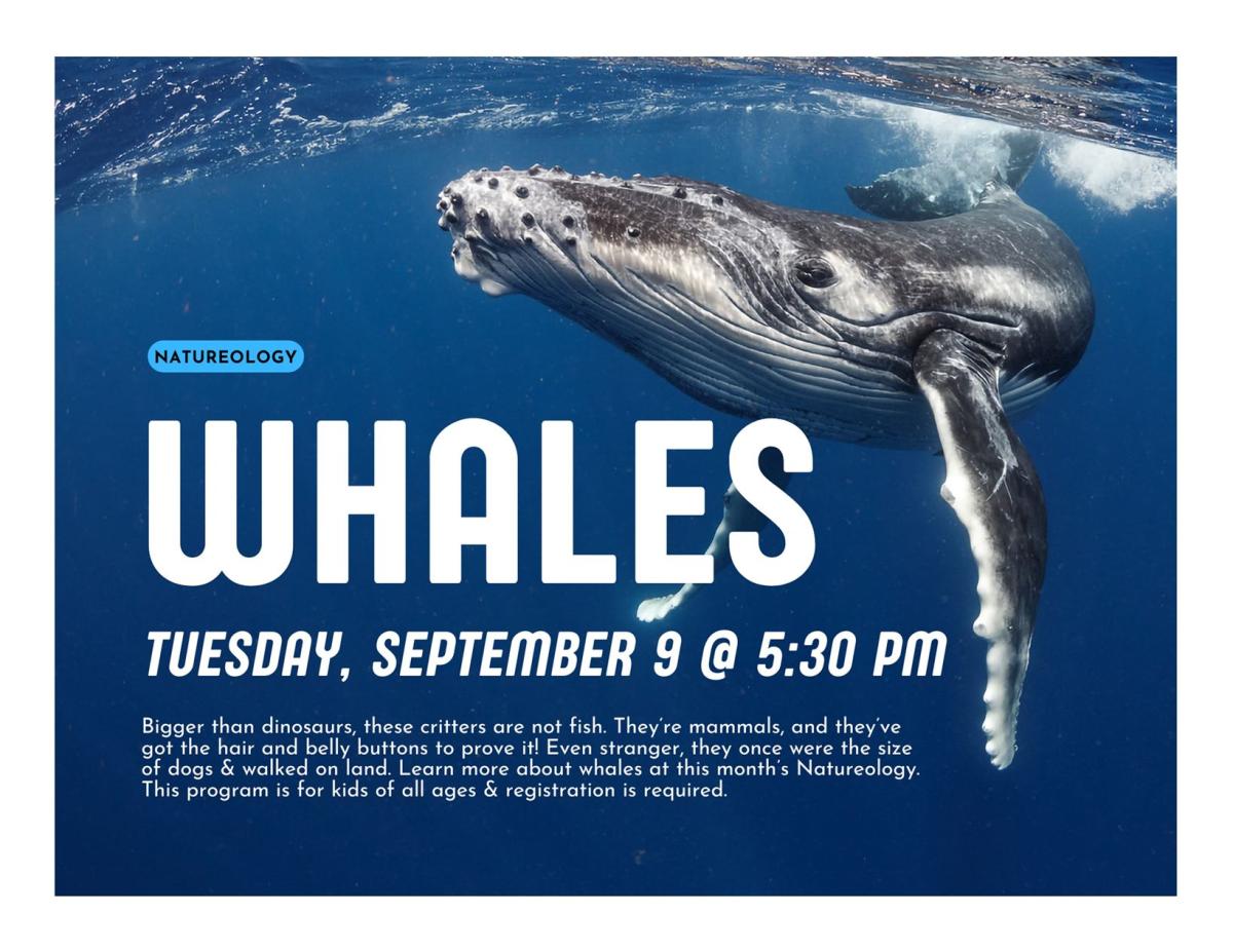 Humpback whale in the ocean with tile and description of program in white font.